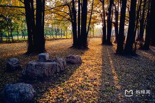 临沂银杏树爆料视频,金黄如梦，美不胜收  第2张